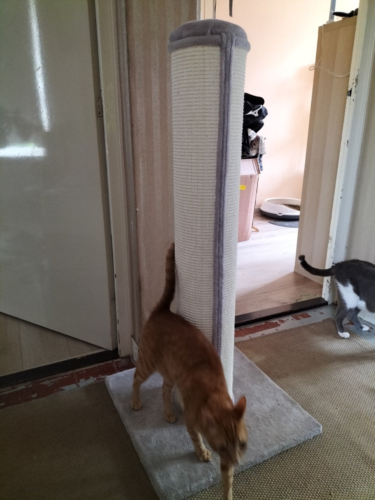 NIEUWE krabpaal te koop., Dieren en Toebehoren, Ophalen, Nieuw, Krabpaal