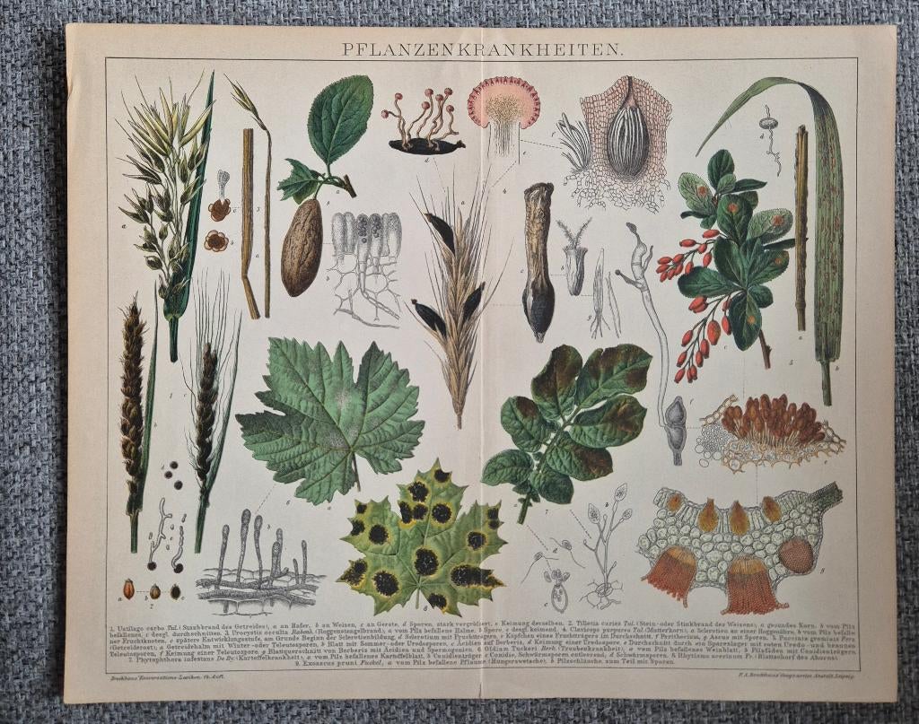 Originele antieke prent ca.1903 - Plantenziekten, Antiek en Kunst, Ophalen of Verzenden
