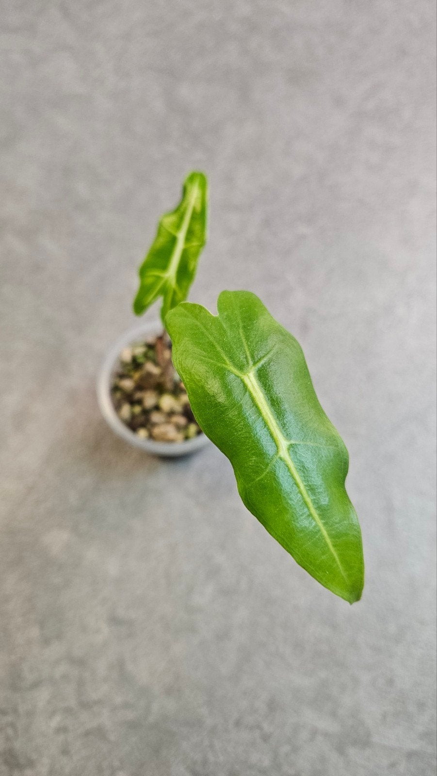 Alocasia Sarian, Ophalen of Verzenden, Halfschaduw, Minder dan 100 cm