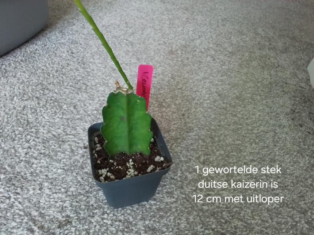 1 gewortelde duitse kaizerin met aan de bovenkant uitloper, Minder dan 100 cm, Halfschaduw, Ophalen of Verzenden, In pot