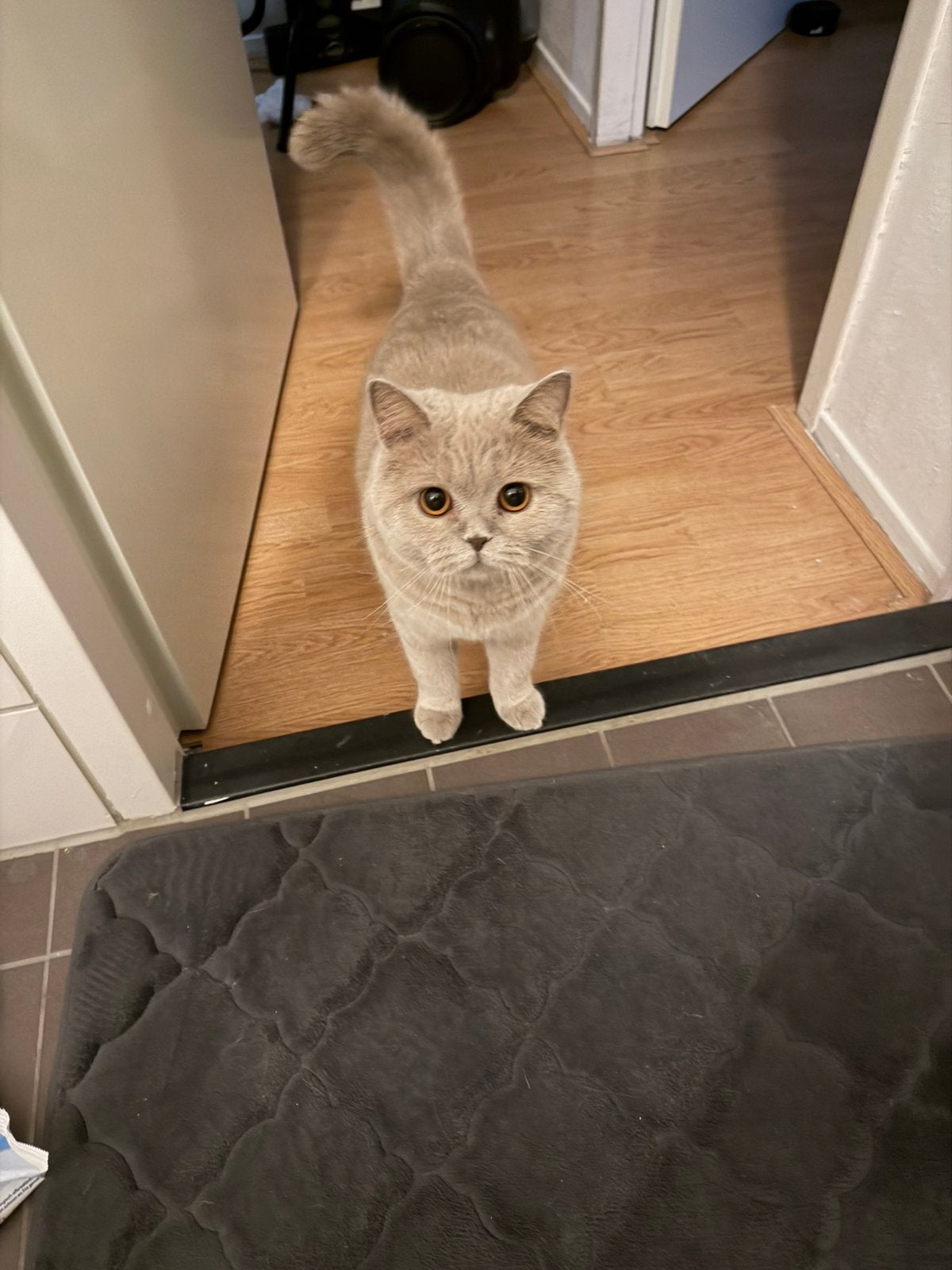Britse korthaar, Dieren en Toebehoren, Poes, Kortharig, 0 tot 2 jaar