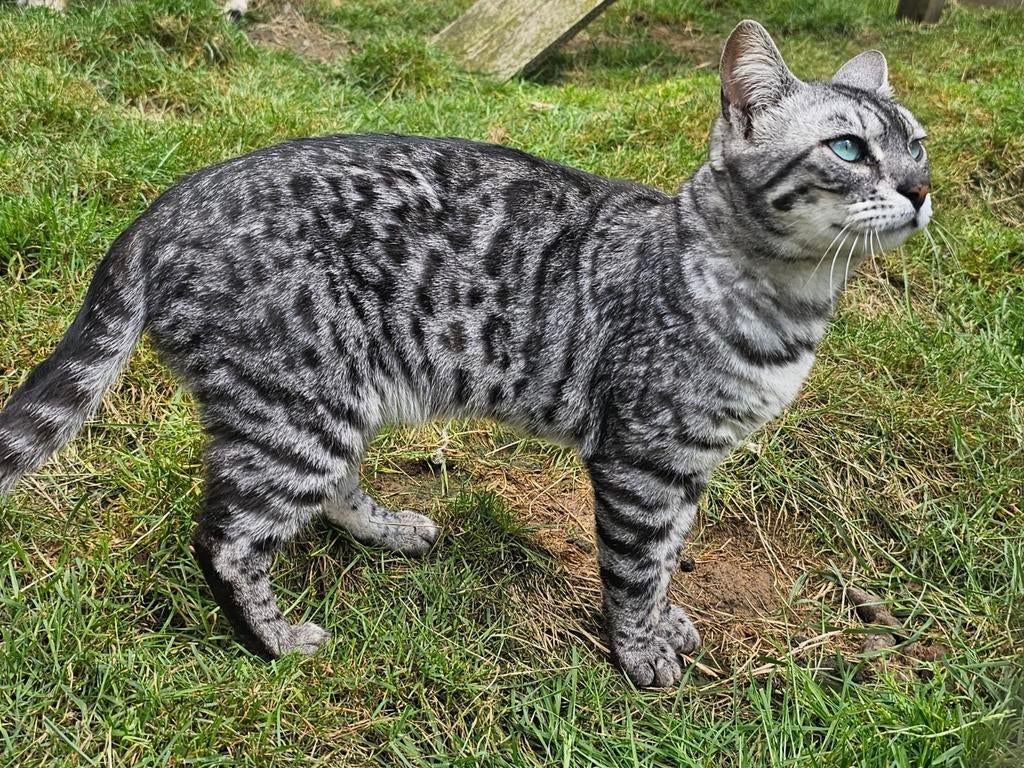 Charcoal zilver Bengaal poes met stamboom en fokrecht, Poes, Met stamboom, 0 tot 2 jaar