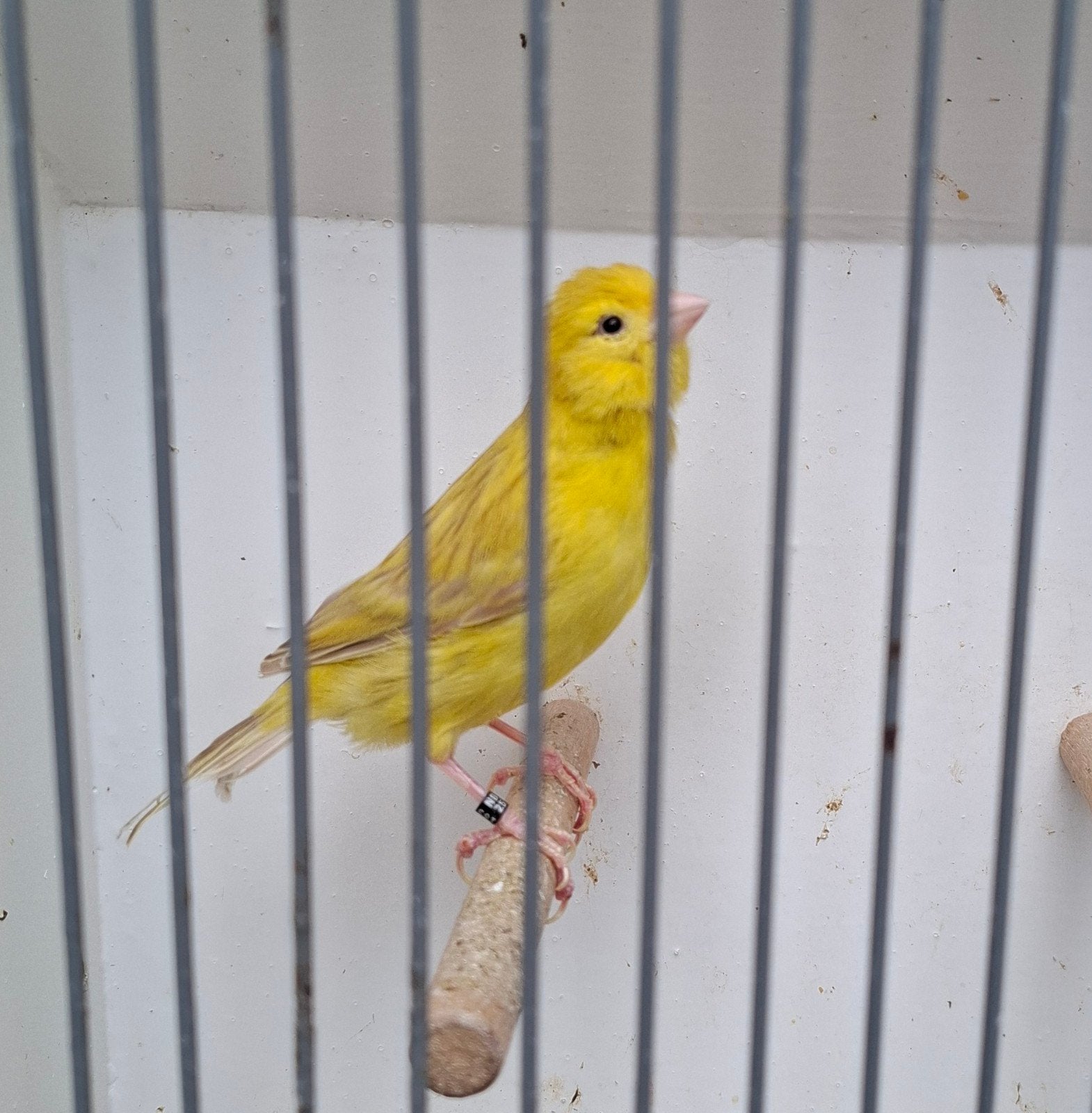 kanaries, Meerdere dieren, Kleurkanarie