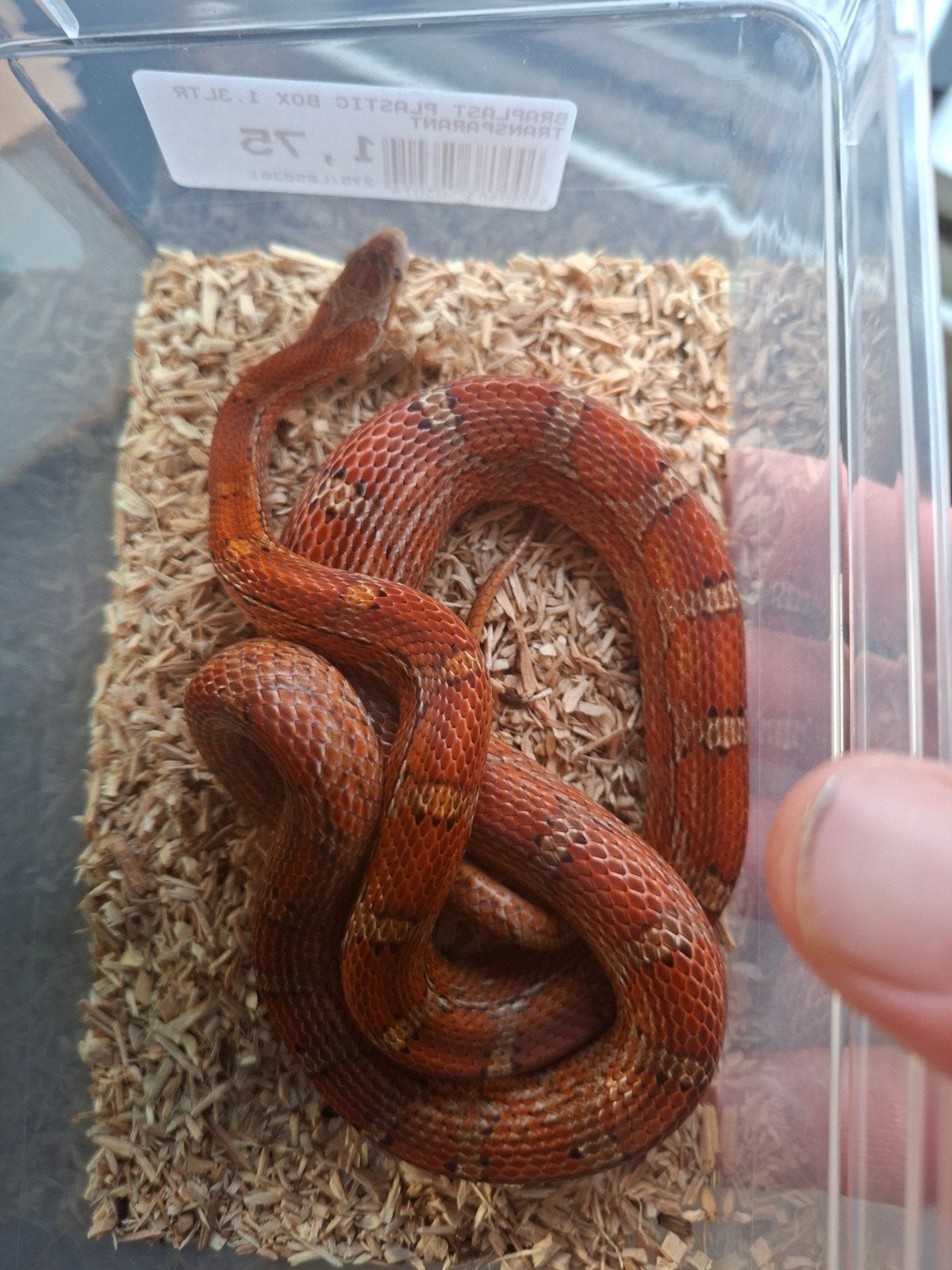 rattenslang het scaleless Rat Snake - female for sale from Aad