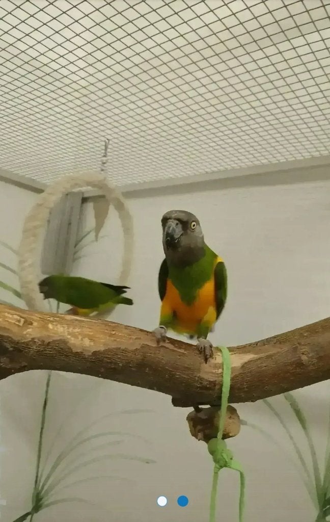 Bonte boer, Meerdere dieren, Papegaai, Geringd