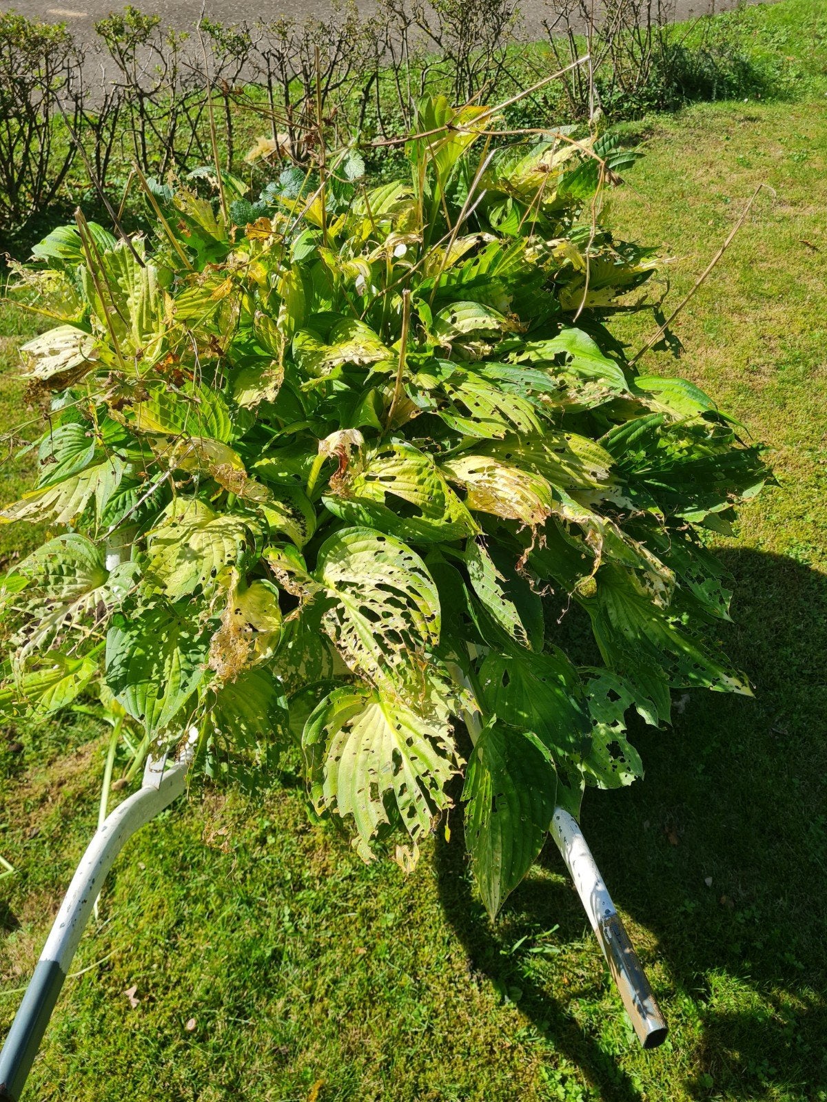gratis Hosta, Overige soorten, 100 tot 250 cm, Zomer, Ophalen
