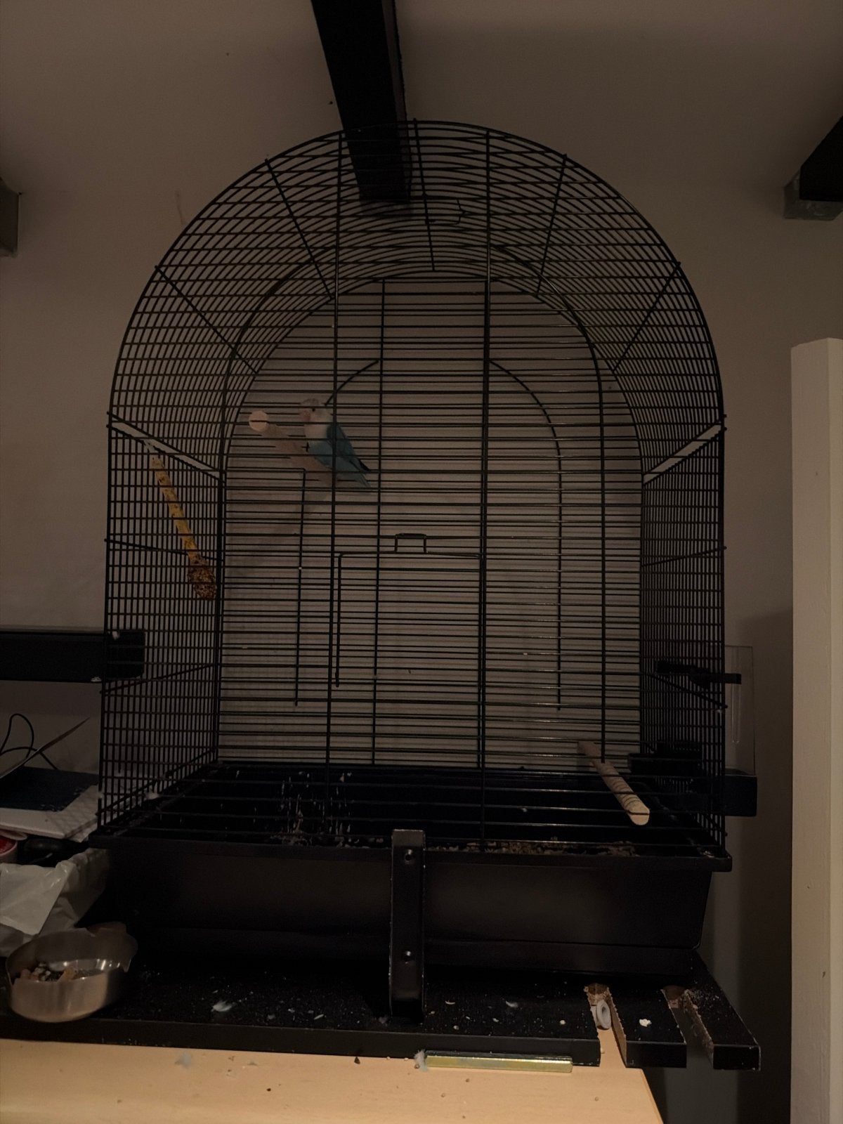 Vogel plus kooi, Ophalen of Verzenden