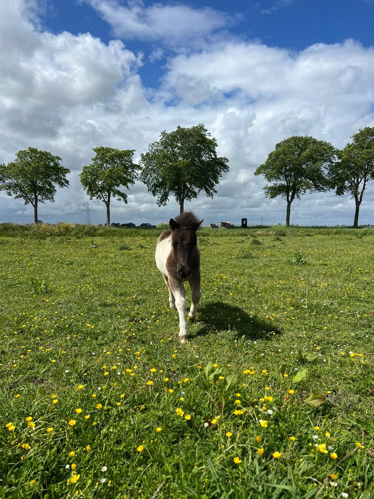 Mooi hengstveulen te koop, Dieren en Toebehoren, Niet van toepassing, Hengst, A pony (tot 1.17m), Gechipt