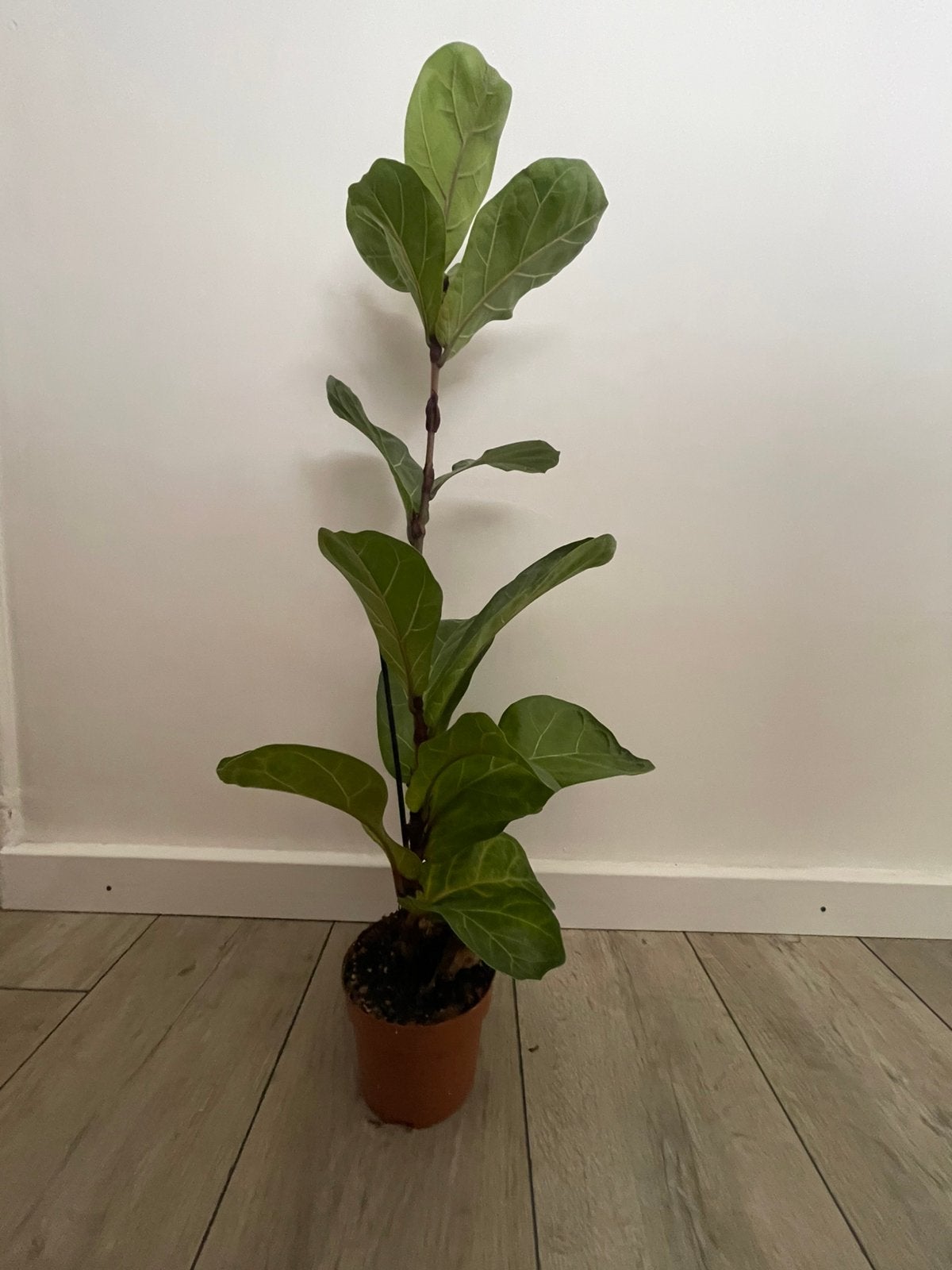 Tabaksplant, 75 cm hoog, Ficus Lyrata, Huis en Inrichting, Ophalen, Ficus, Halfschaduw, Minder dan 100 cm