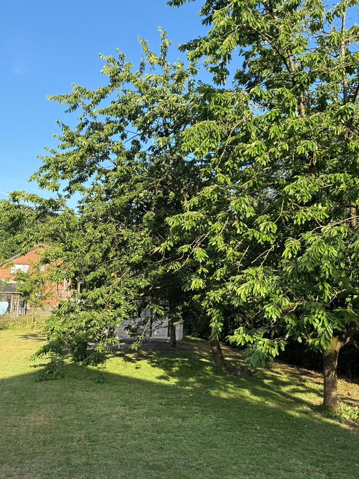 GRATIS kersenboom incl. hout (Zelf rooien & wortels verw.), Tuin en Terras, Planten | Bomen, Ophalen, Halfschaduw, Overige soorten