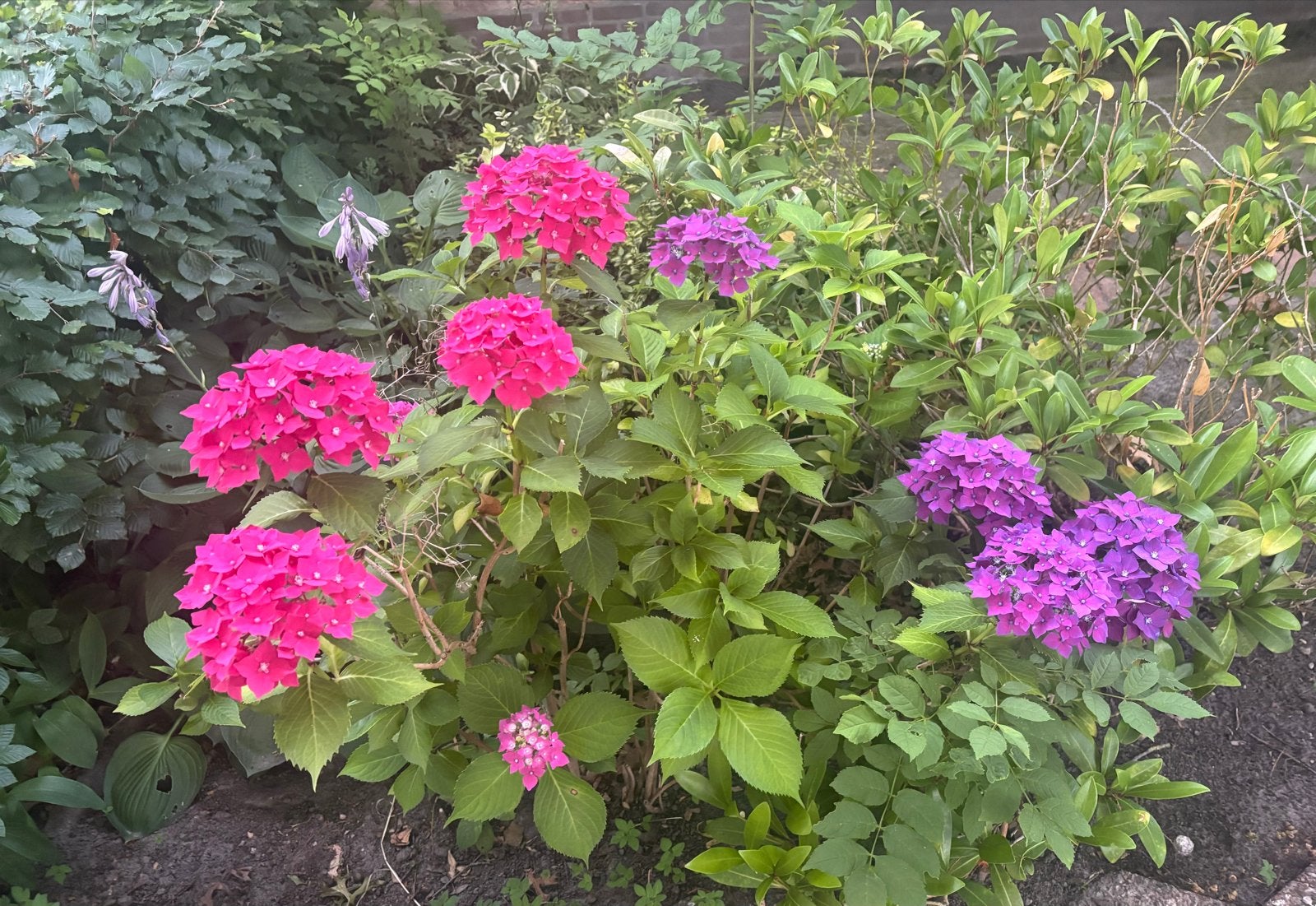Prachtige Hortensia - Roze en Paarse Bloemen, Tuin en Terras, Planten | Tuinplanten, Vaste plant, Halfschaduw, Zomer, Ophalen