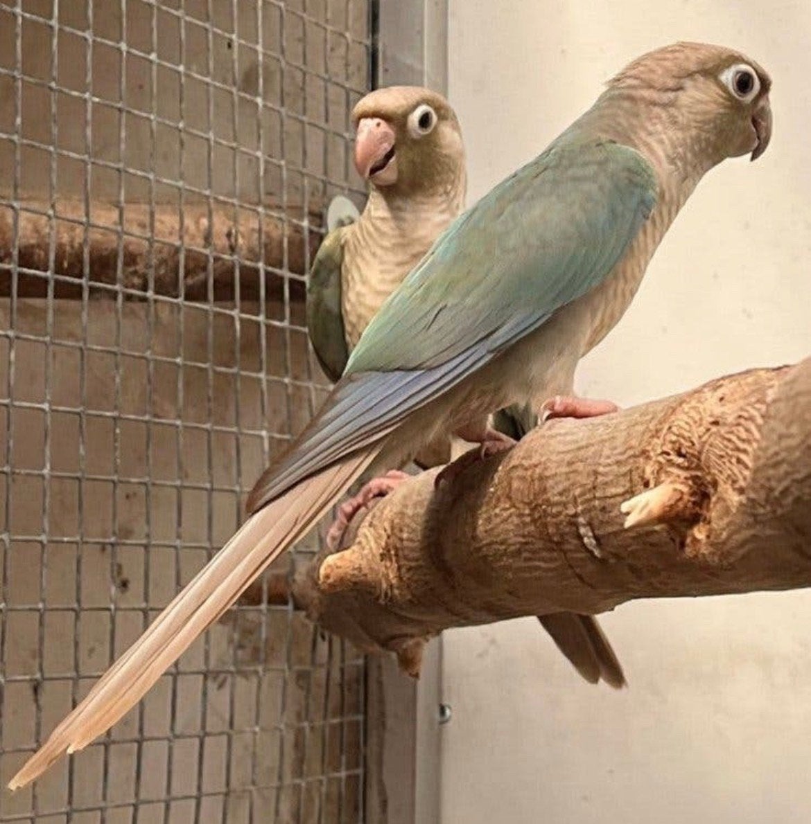 Pyrrhura’s, Dieren en Toebehoren, Geslacht onbekend, Parkiet