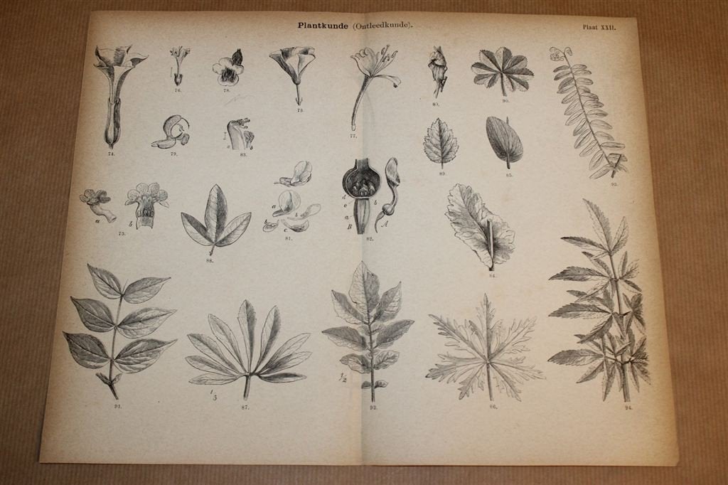 7 antieke botanische prenten - Anatomie planten - 1875 !!, Verzamelen, Ophalen of Verzenden, Voor 1940, Gebruikt, Overige onderwerpen