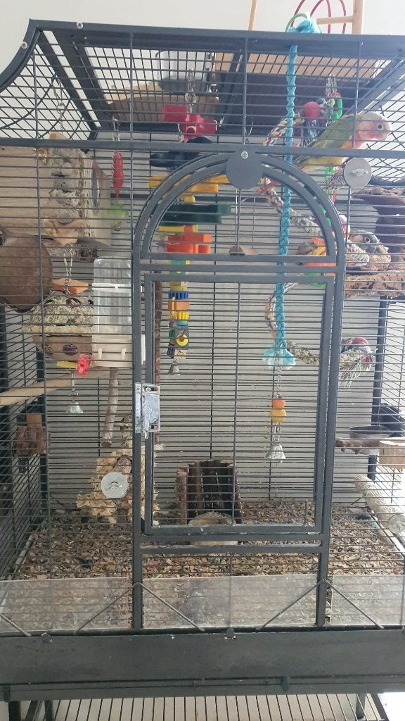 Pyrrhura s, Dieren en Toebehoren, Meerdere dieren, Parkiet, Geringd