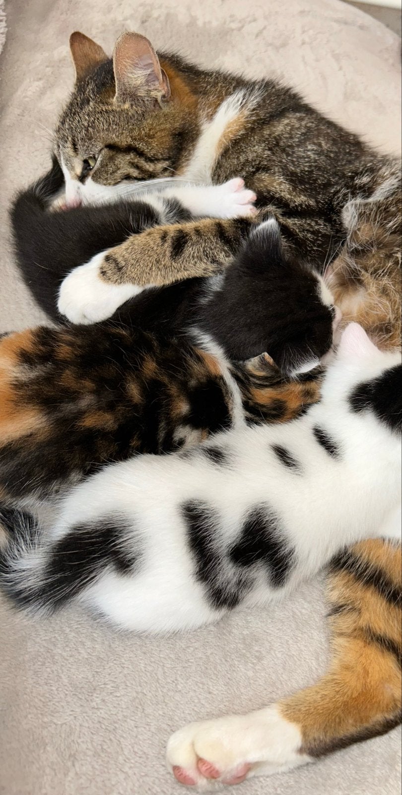 4 kleine kittens en 1 moeder kat, Meerdere dieren, Kortharig, 0 tot 2 jaar
