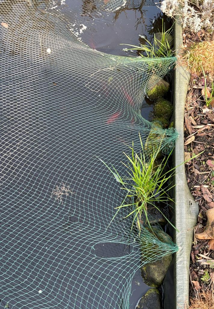 Tuin, Dieren en Toebehoren, Vissen | Vijvervissen, Goudvis(sen)