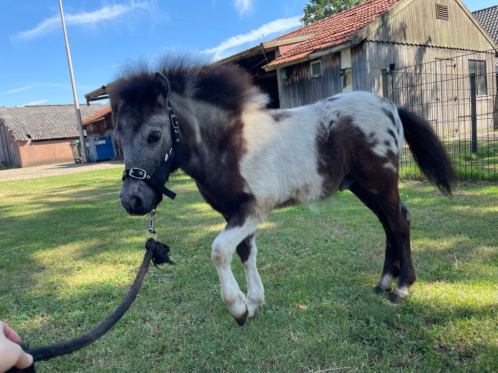 Te koop mooi bont appaloosa hengst veulen, Niet van toepassing, Hengst, A pony (tot 1.17m), Gechipt