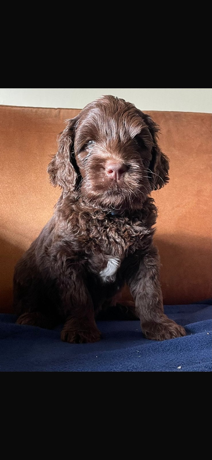 Medium chocolade labradoodles met australian bloed, Dieren en Toebehoren, Honden | Dekreuen, Meerdere dieren, Particulier, Meerdere
