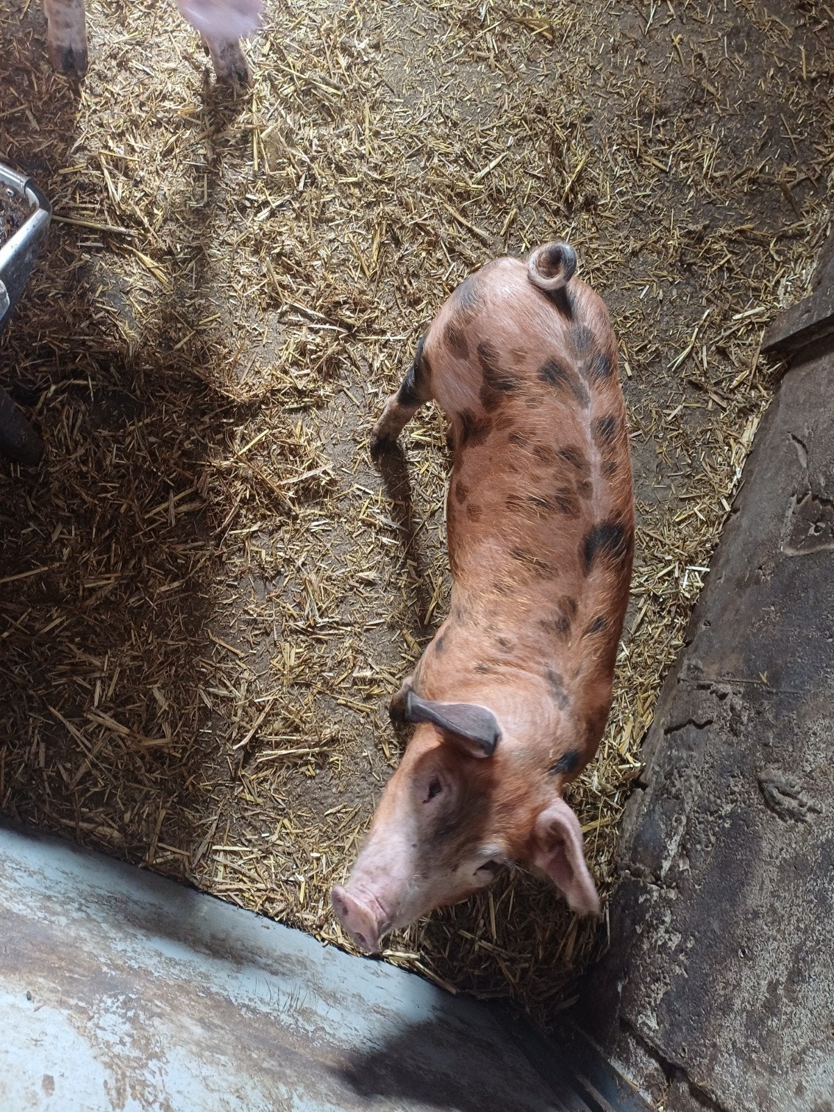 luxe biggen, Dieren en Toebehoren, Mannelijk, Schaap