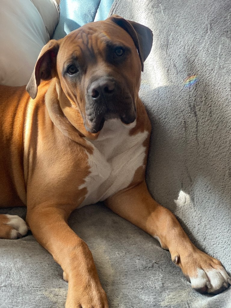 Zeer mooie Boerboel pup teefje, 15 weken tot 1 jaar, Teef, Parvo, Bulldog