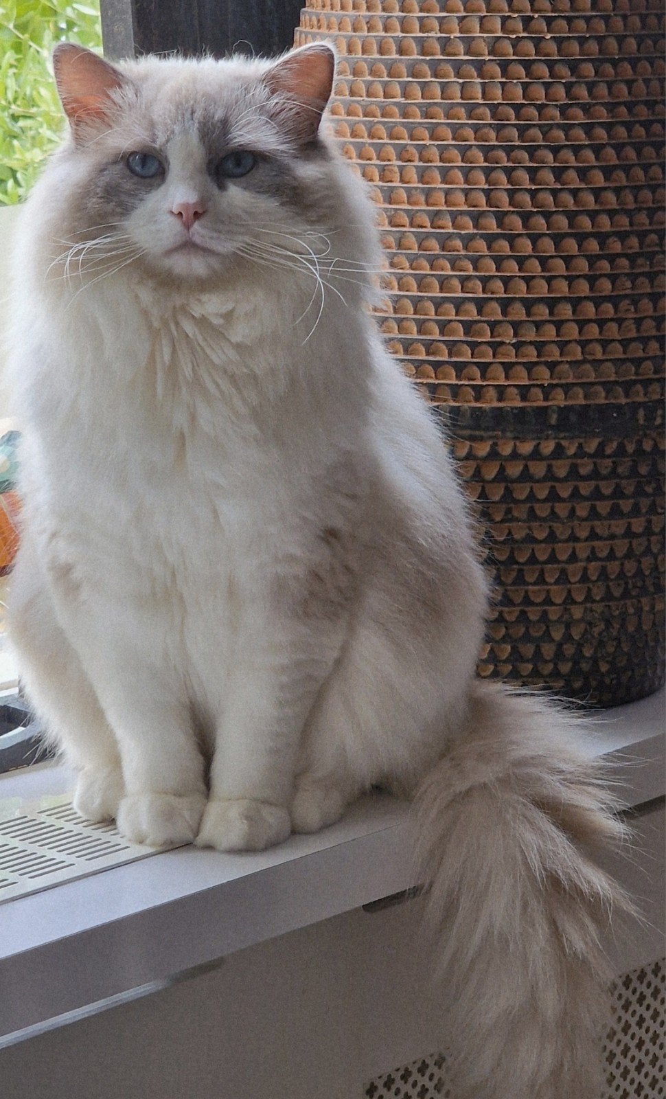Dekkater ragdoll bue bicolor Baloe, 0 tot 2 jaar