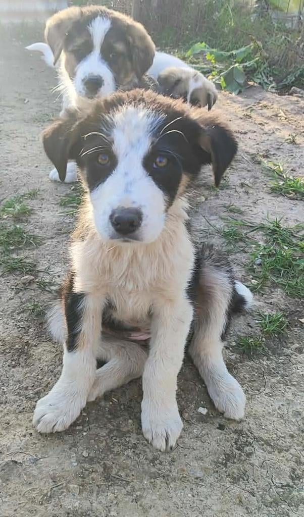 Vera een prachtige pup, Dieren en Toebehoren, Honden | Niet-rashonden, Particulier, 8 tot 15 weken, Buitenland, Teef