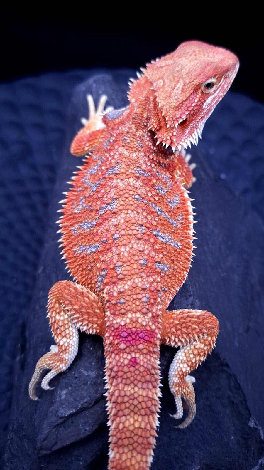 Red Hypo Blue Tiger Baardagaam vrouwtje 9 weken Bearded Dragon photo 2