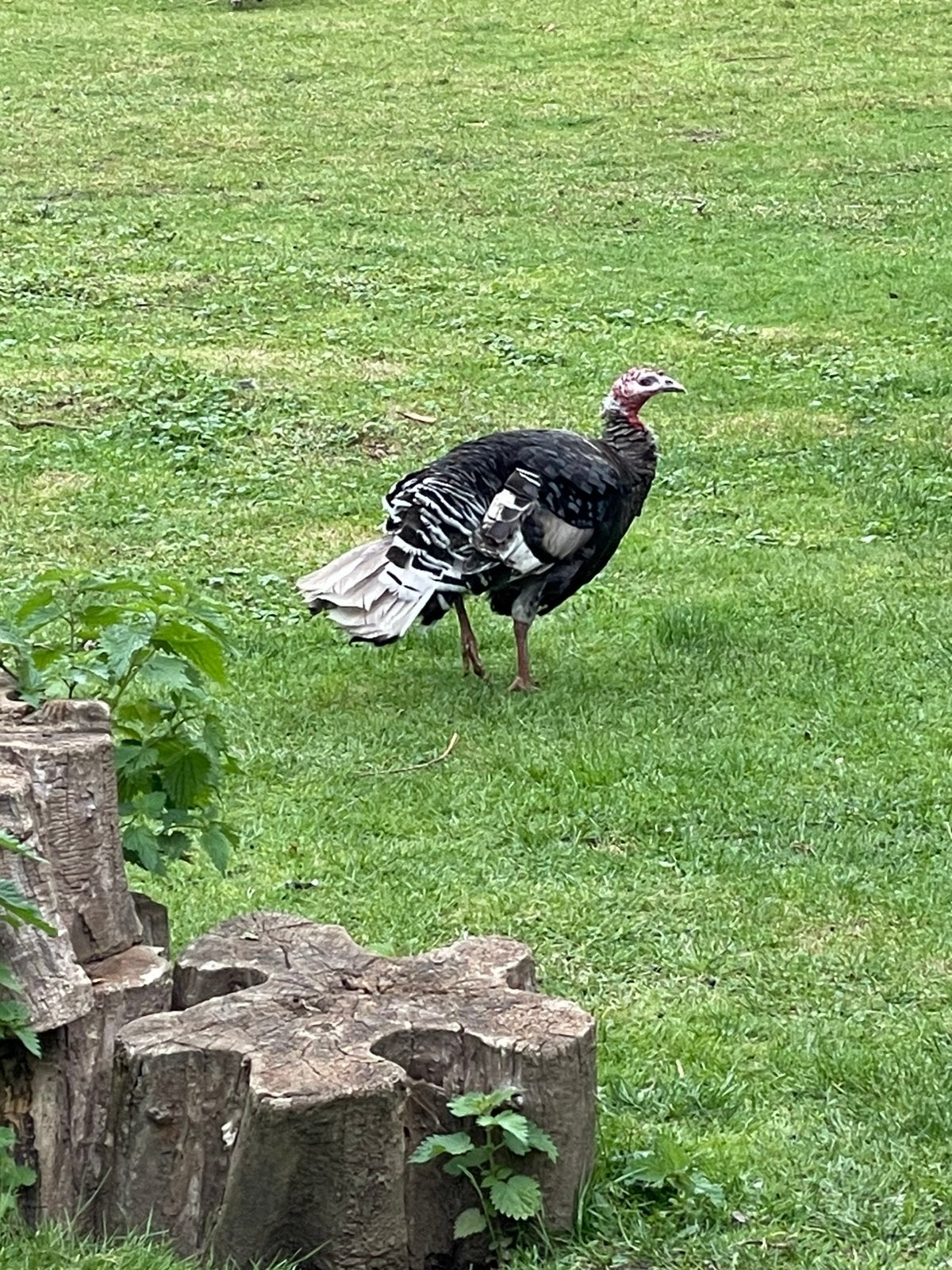 Kalkoen hen te ruil of tekoop, Dieren en Toebehoren, Pluimvee, Vrouwelijk, Kalkoen