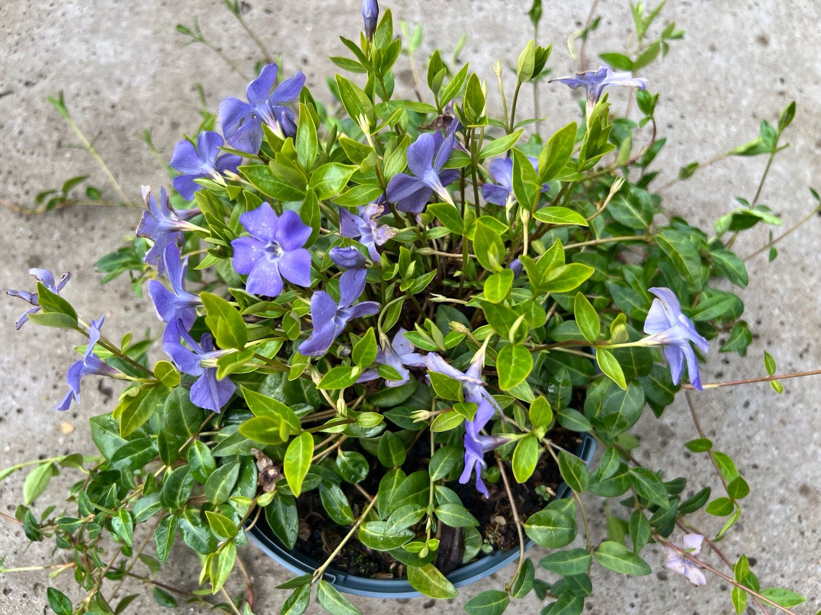 Vinca Minor (maagdenpalm) wit en blauw - Volle potten, Ophalen, Vaste plant, Bodembedekkers