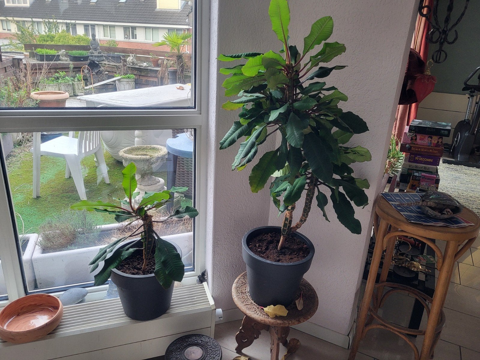 2x prachtige Euphorbia 'Caribbean Jewel', Volle zon, Vaste plant, Bloeit niet, Ophalen