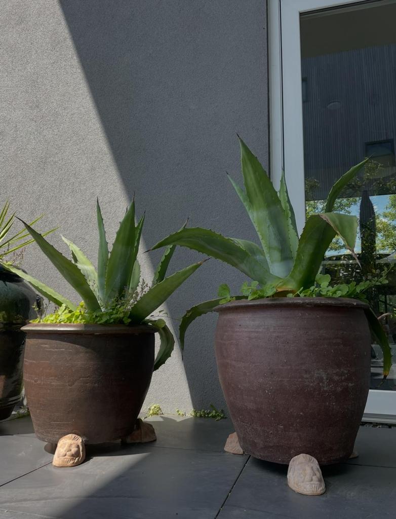 Winterharde Nederlandse tuinplanten Agave, Overige soorten, Volle zon, Vaste plant, Ophalen of Verzenden