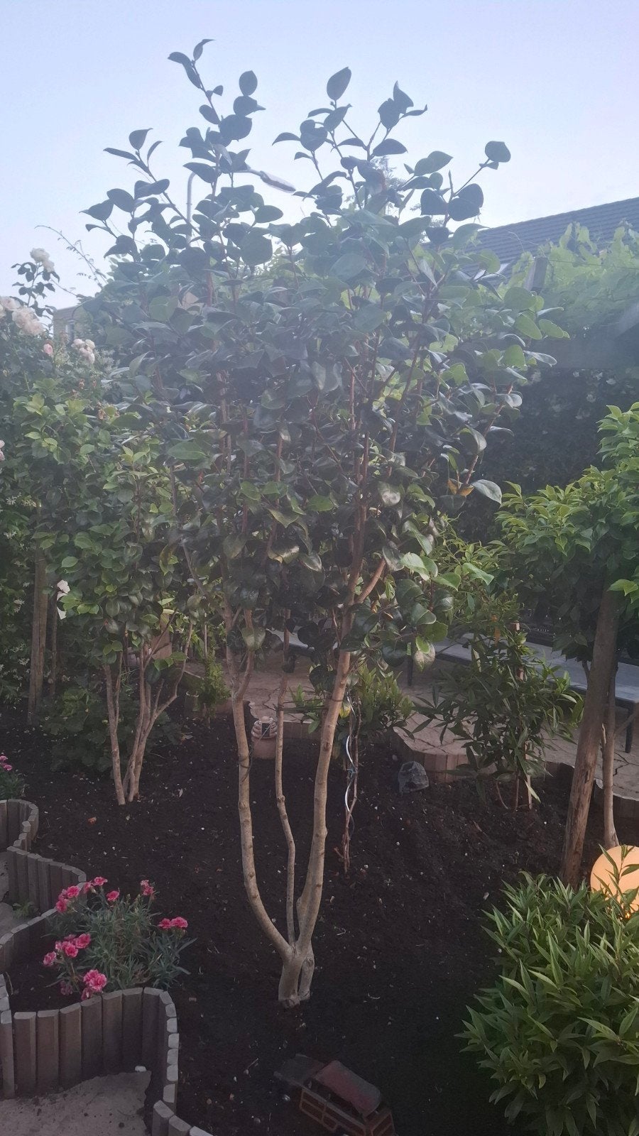 Grote Camelia boom - Prachtige bloeier voor uw tuin, Ophalen of Verzenden, Overige soorten, Volle zon