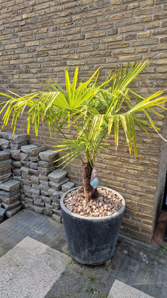 Grote crachycarpus fortunei palm in stenen pot, Tuin en Terras, Ophalen