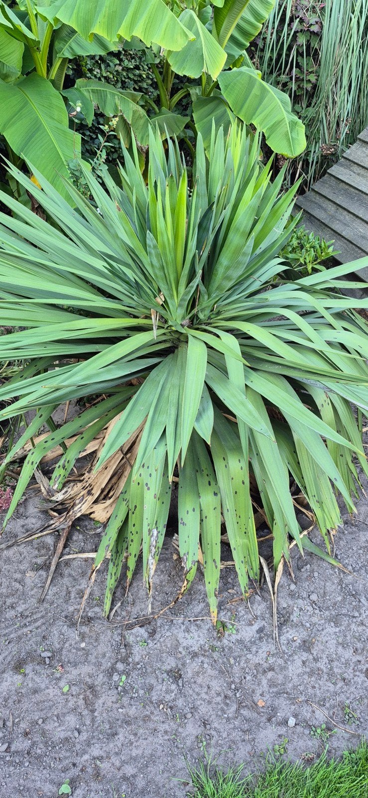 yucca gloriosa, Ophalen, Vaste plant, Overige soorten, Volle zon