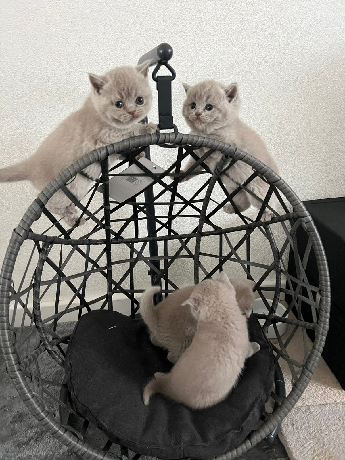 Britse korthaar kittens(Zijn ouders hebben een stamboom), Dieren en Toebehoren, Ophalen of Verzenden, Zo goed als nieuw