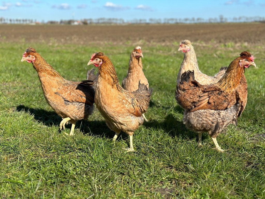Jonge tamme Cream legbar kippen gesekst en ingeënt