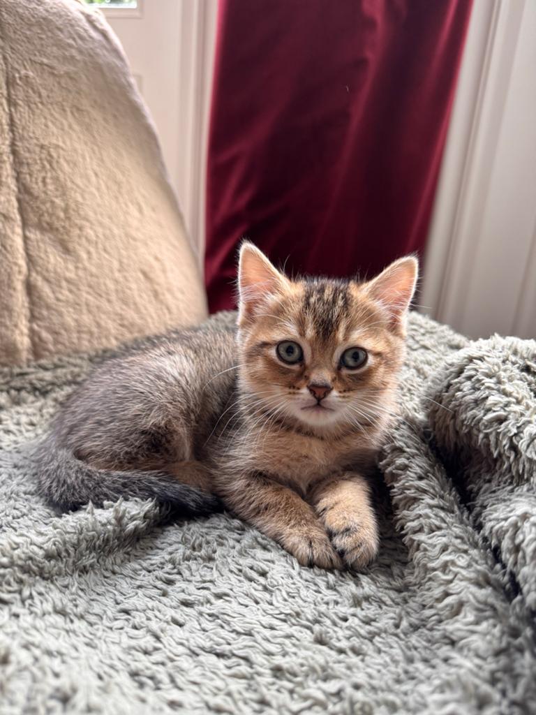 Britse korthaar X europese korthaar kitten (kater, Kater, Ontwormd