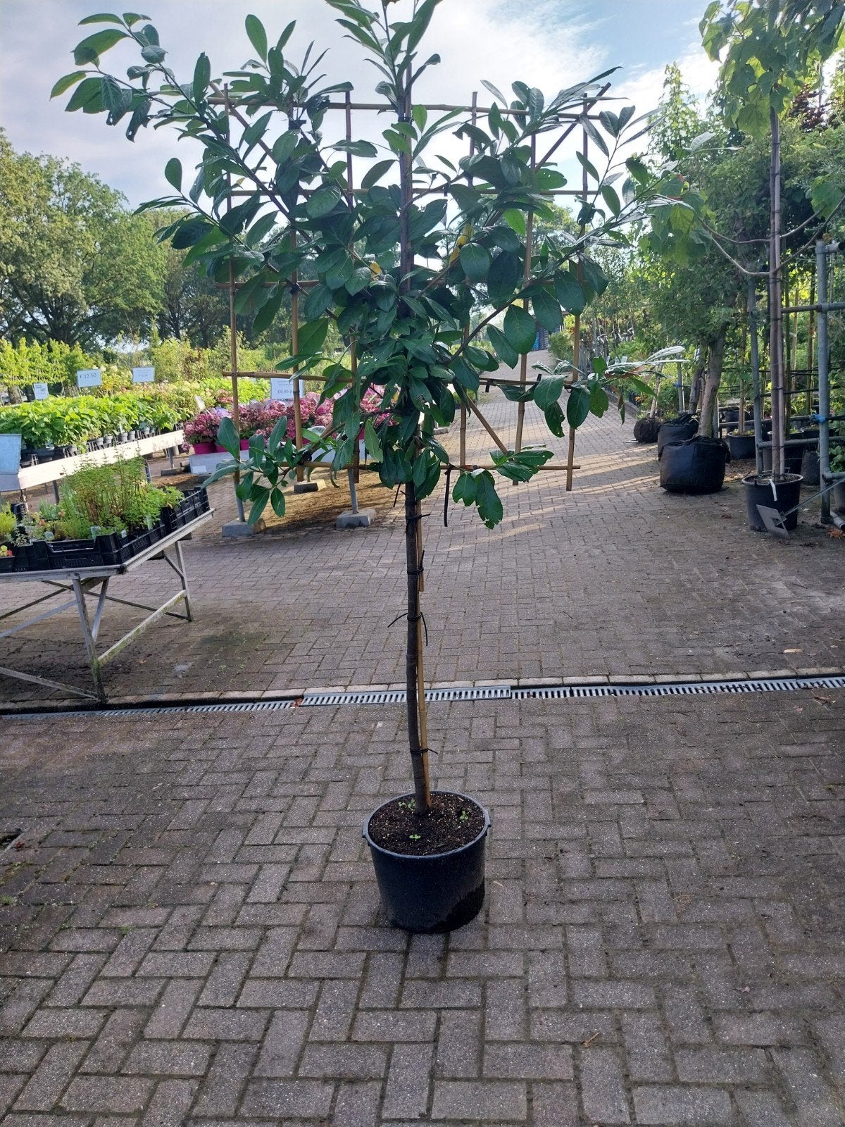 Leilaurier Novita - Stamhoogte 1 meter, Tuin en Terras, Planten | Bomen, Ophalen, Volle zon
