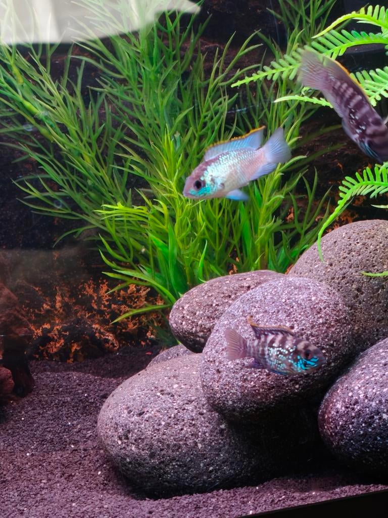 Andinoacara pulcher – Blauwe Acara, Vis