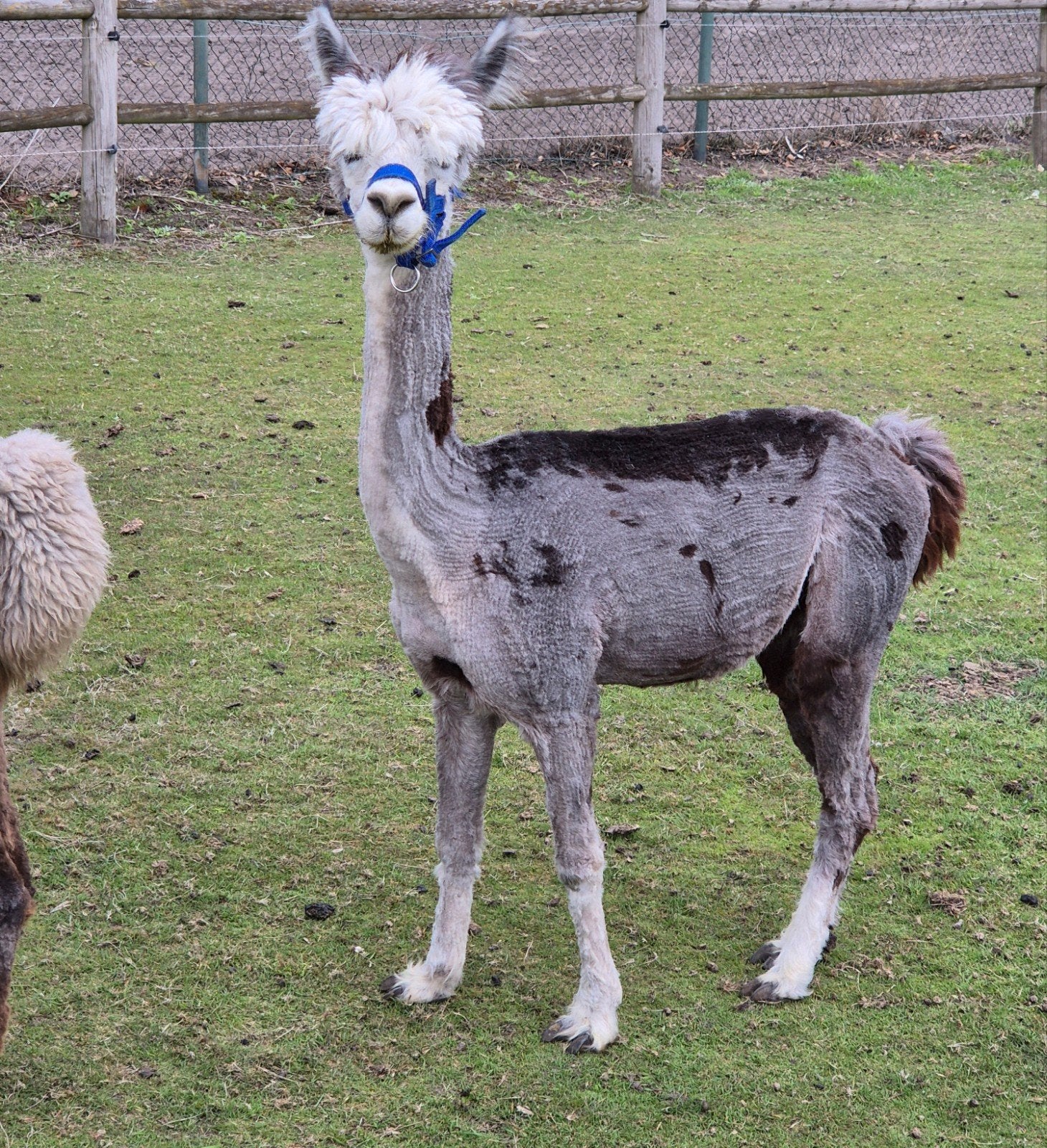 Alpaca dekhengst, Dieren en Toebehoren, April, Mannelijk