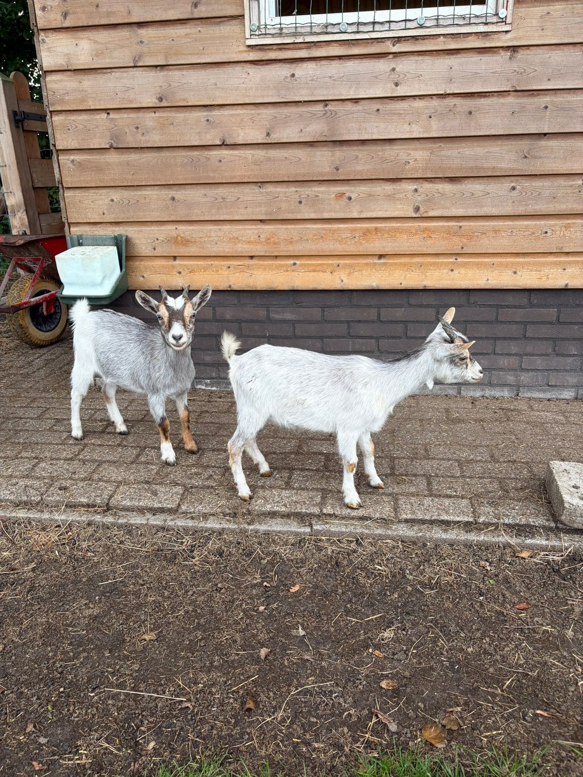 2 blauwschimmel dwerggeitten tekoop, Dieren en Toebehoren, Vrouwelijk, Geit, 0 tot 2 jaar