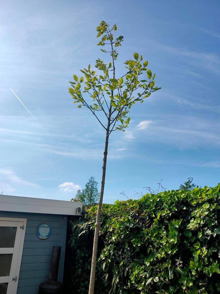 Grote boom (gratis), Halfschaduw, Overige soorten, 400 cm of meer, Ophalen