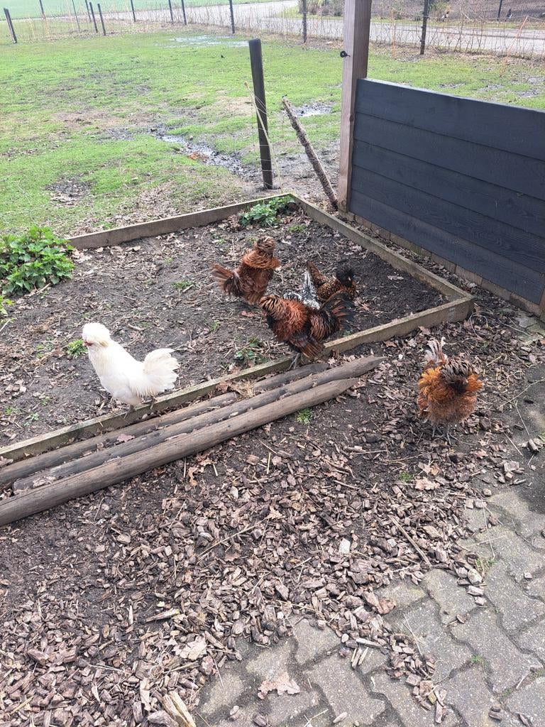 Padua broedeiren, Dieren en Toebehoren, Pluimvee, Geslacht onbekend, Kip