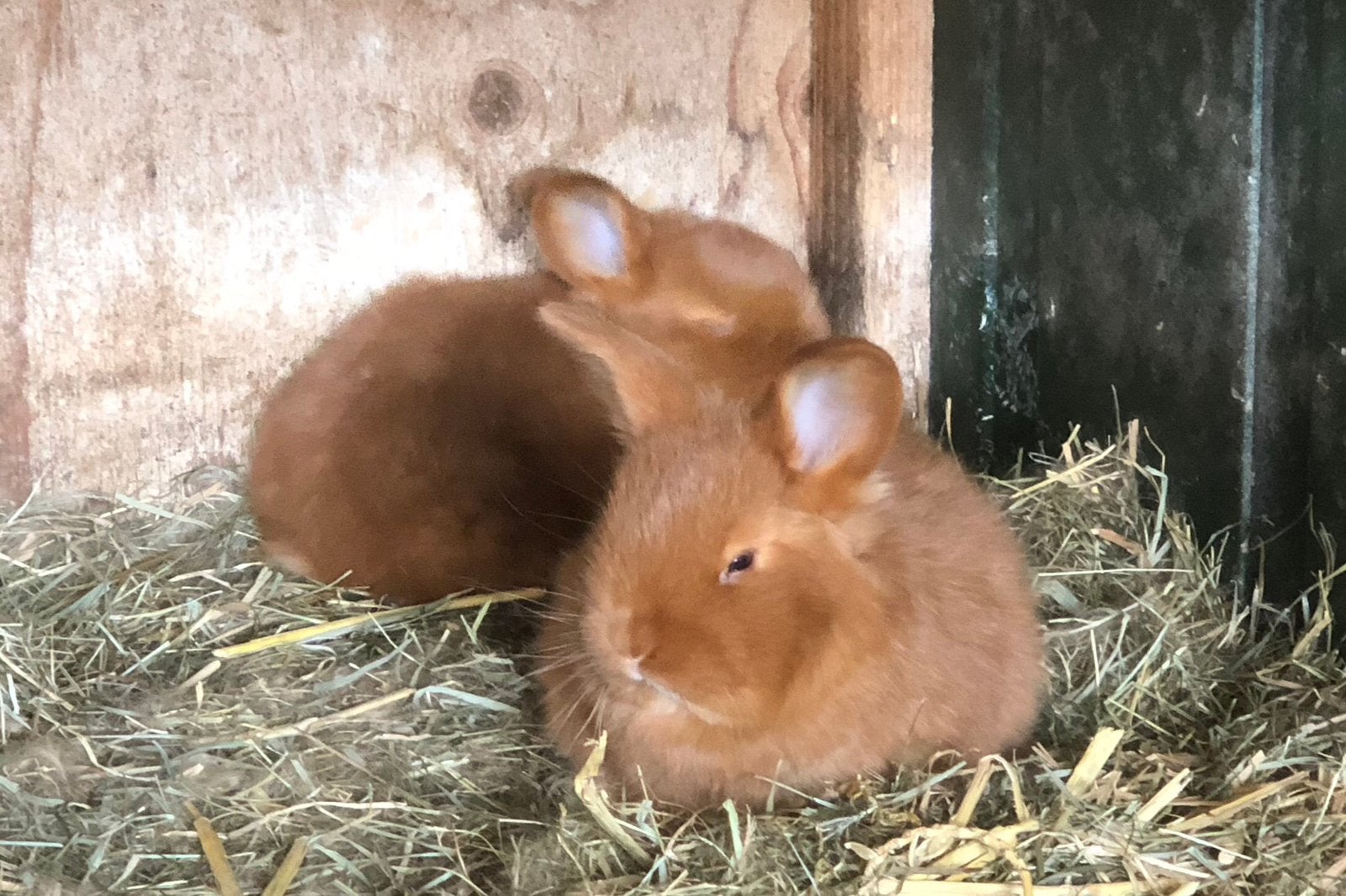 Nieuw zeelander konijnen, Meerdere dieren, 0 tot 2 jaar