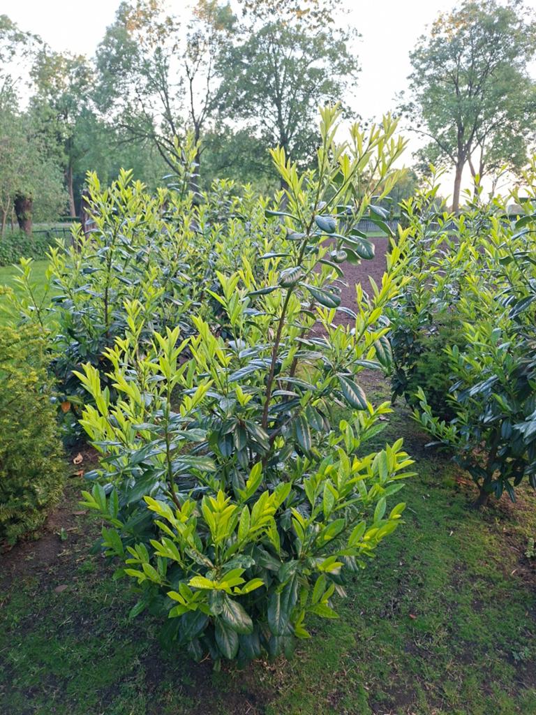 Laurier Novita, Ophalen, Laurier, 100 tot 250 cm