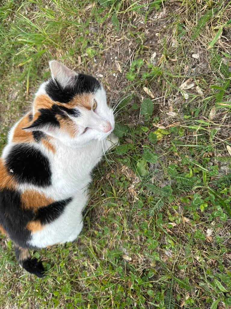 Vermist? Weesp Lapjeskat op afgelegen plek bij treinrails