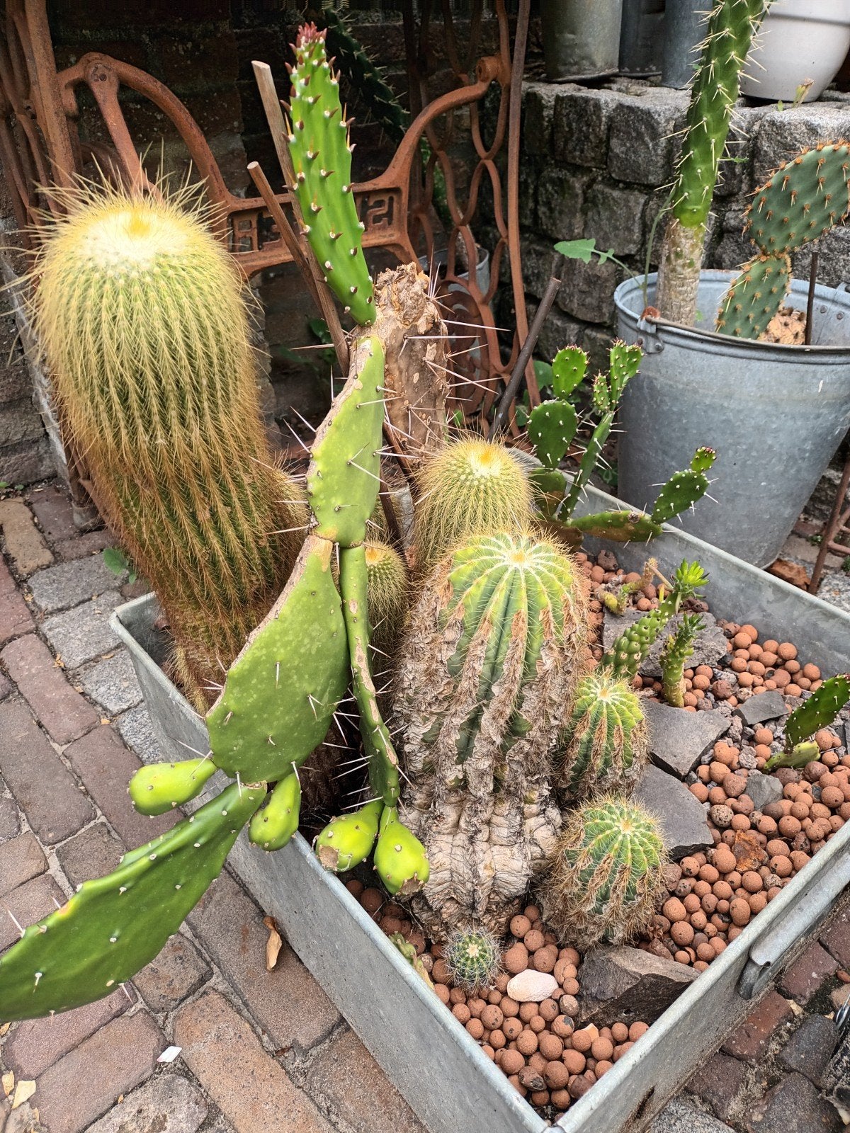 div soorten  cactussen 5 soorten, Tuin en Terras, Planten | Tuinplanten, Ophalen, Overige soorten, Volle zon