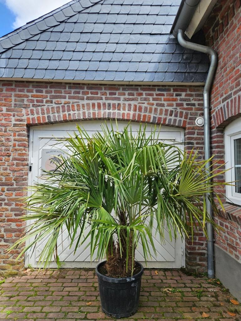 AANBIEDING: NU 20% KORTING TRACHYCARPUS FORTUNEI, Tuin en Terras, Planten | Bomen, Halfschaduw, 100 tot 250 cm, Zomer, Palmboom