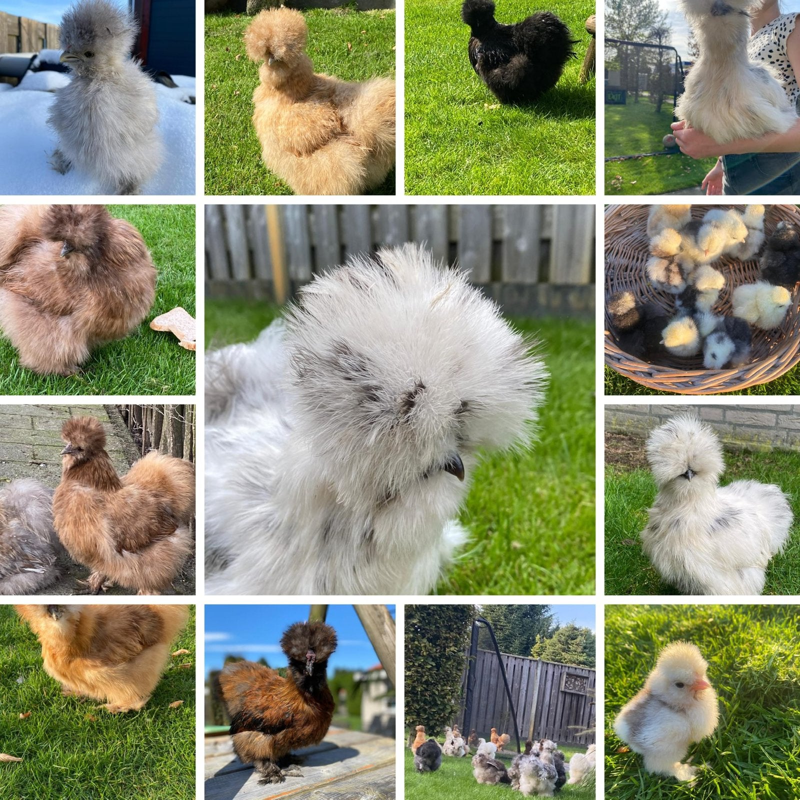 USA Zijdehoen broedeieren & kuikentjes, Dieren en Toebehoren, Geslacht onbekend, Kip