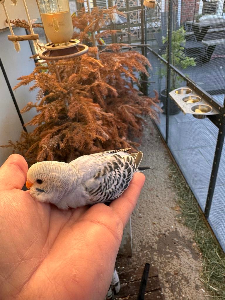 Jonge parkiet om tam te maken, Meerdere dieren, Parkiet, Tam
